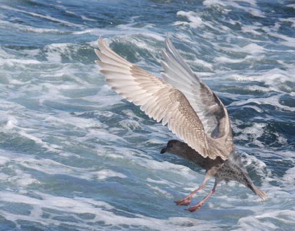 Glaucous-winged Gull